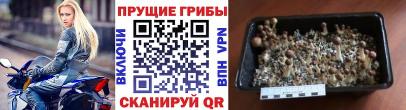 Псилоцибиновые грибы ЛСД  Купить где  Обнинск 